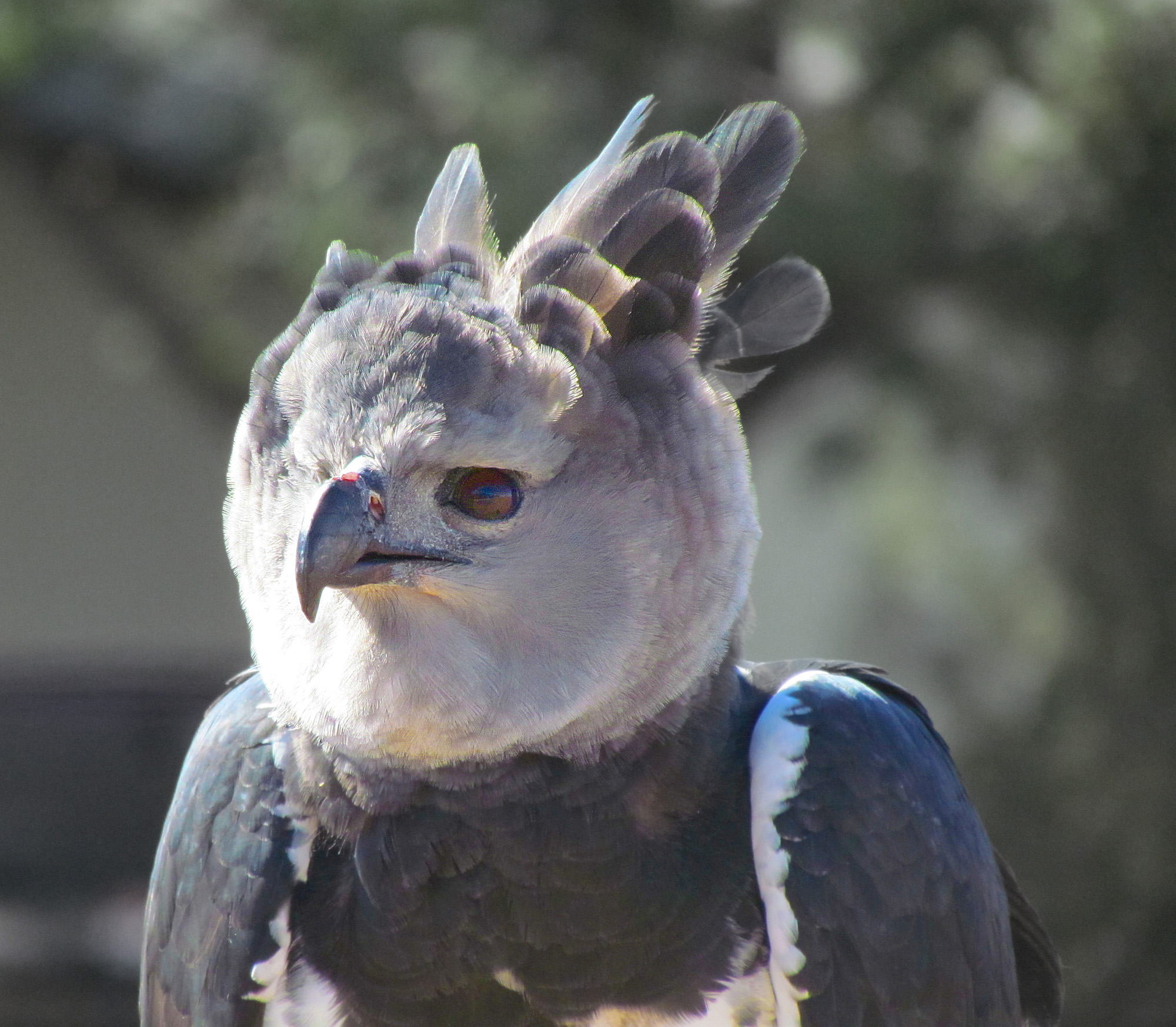 The future of Harpy Eagle habitat - British Ornithologists' Union