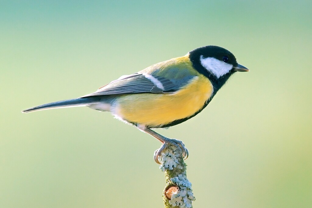 Individual physiological responses of wild great tits exposed to the
