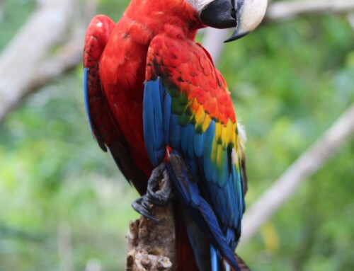 Parrot poaching in Peru and Ecuador