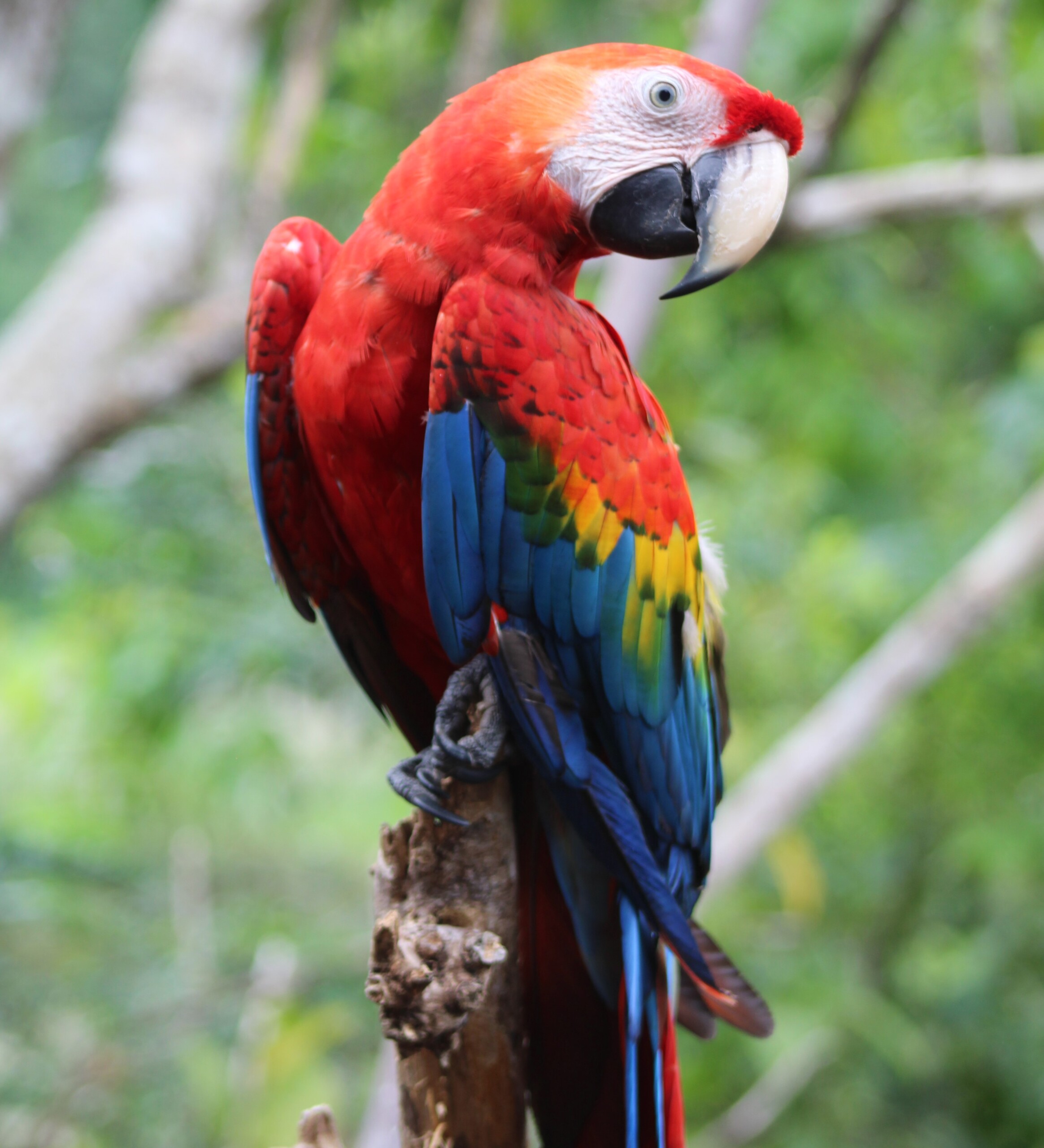 Parrot poaching in Peru and Ecuador - British Ornithologists' Union
