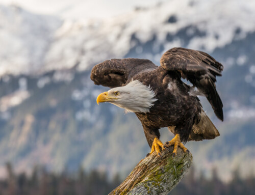 Lead ingestion by Bald Eagles