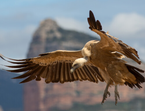 What shapes Griffon Vultures’ social networks?