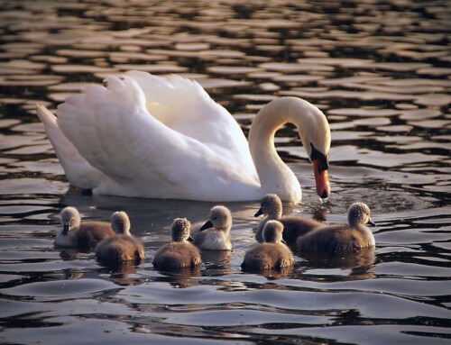 Autumn-sown crops contribute to Mute Swan recovery