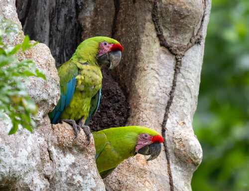Breeding ecology of a critically endangered macaw