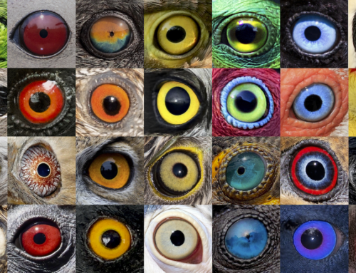Why do birds have different eye colours?