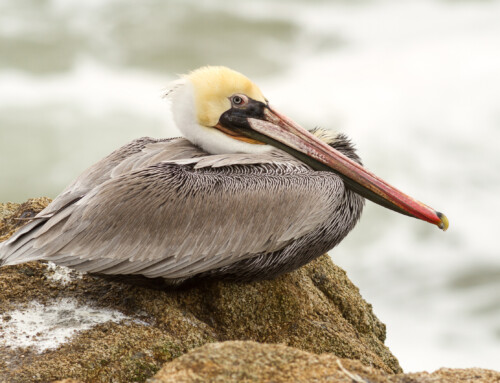 The rise and fall of pelican populations