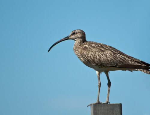 The first migration of Icelandic Whimbrel