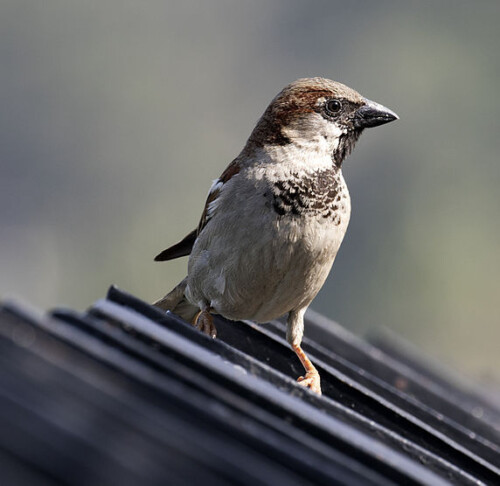 BOU2024 | NON-MEMBER | Non-resident | 9 - 10 April 2024