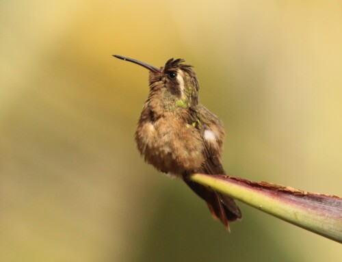 Scattering genes in Xantus’s Hummingbird