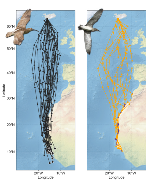 The first migration of Icelandic Whimbrel - British Ornithologists' Union