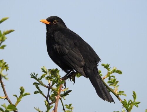 The impact of DDT on Spanish Blackbirds
