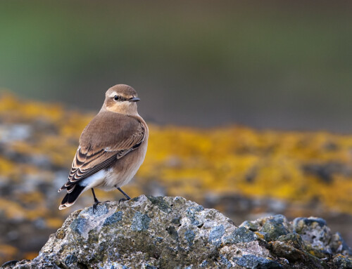 A tricky trade-off for the Northern Wheatear