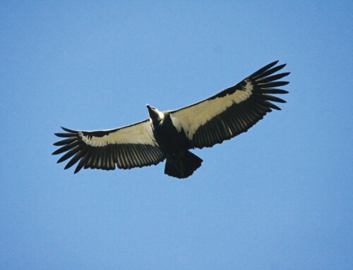 Recent surveys deliver mixed news for India’s vultures