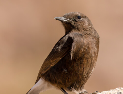 Rock and roll: Inferred costs of Black Wheatear stone-carrying displays