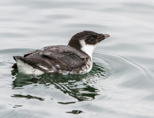Revealing the unknowns of Ancient Murrelet foraging
