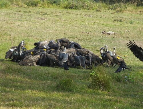 Vulture survival and implications for conservation