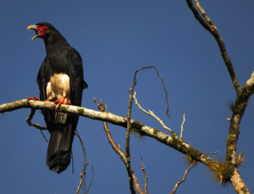 Caracaras: Why the bad rep?