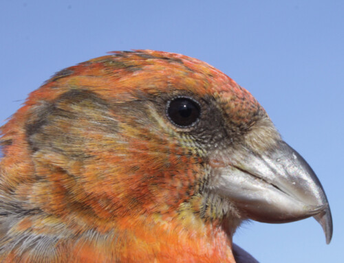 Co-occurence of Common and Parrot Crossbills