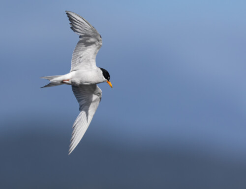 Historical Black-fronted Tern population expansion and recent decline