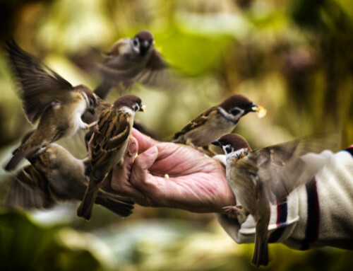 Reconnecting Children to Nature