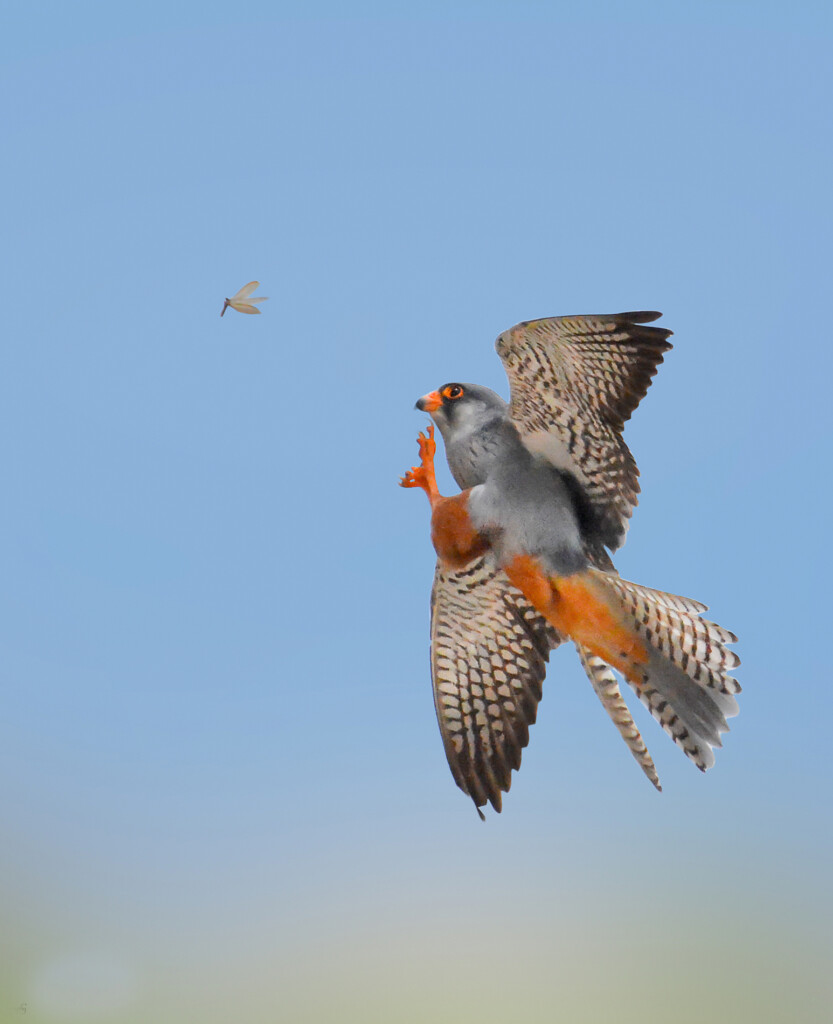 How Amur Falcons Cross the Arabian Sea - British Ornithologists' Union