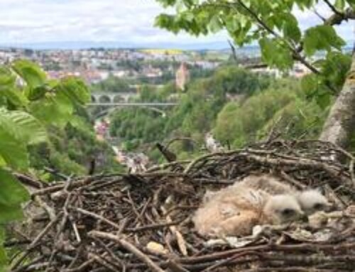 Big advantages at low elevations for resident Red Kites