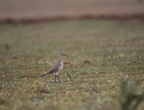 Last of the Curlews: Part II