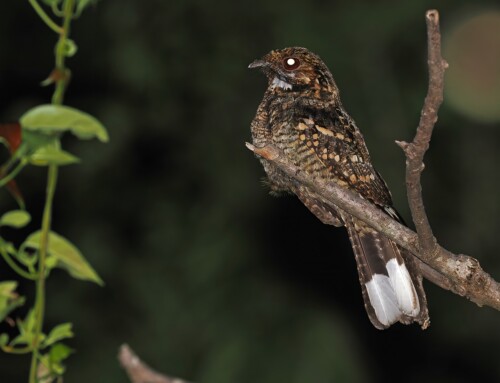 The Timor Nightjar