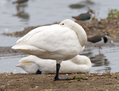 Do swans sleep safely?