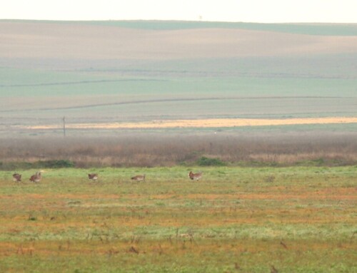 Can the CAP save Spanish farmland birds?