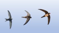 Understanding migratory movements of Swifts: presenting novel insights ...