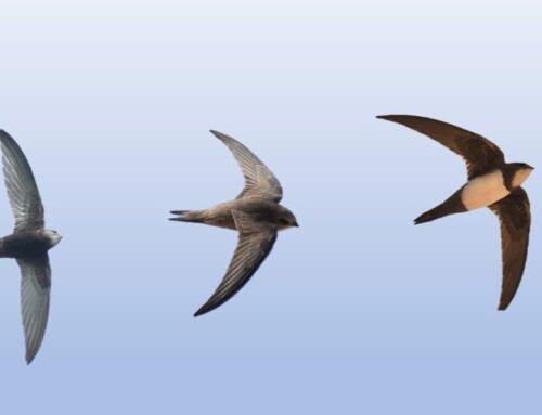 Understanding migratory movements of Swifts: presenting novel insights on the migration of three Swift species