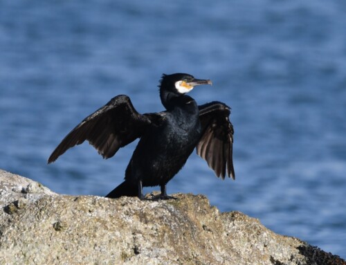The ecology of a nationally important Great Cormorant population on Puffin Island, Anglesey, Wales