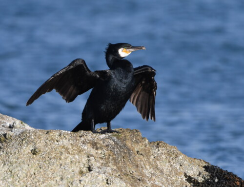 The ecology of a nationally important Great Cormorant population on Puffin Island, Anglesey, Wales
