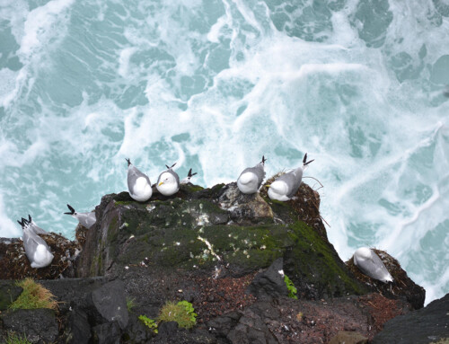 A Seabird Success Story? Temporal Monitoring of Kittiwakes and Fulmars in East Iceland