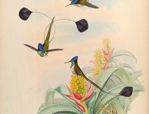 The Gems of Creation