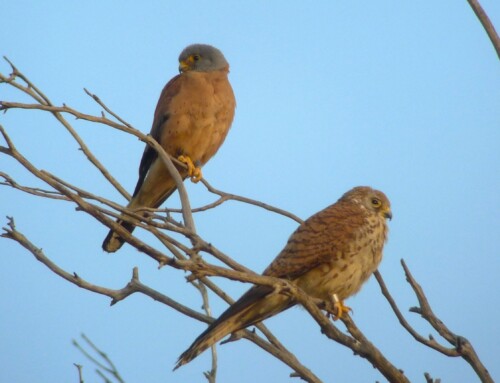 Returning to their natural home: Lesser Kestrels resist environmental changes by nesting in cliffs