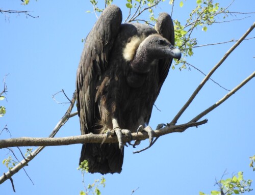 Reflections from the 13th Australasian Ornithological Conference in Perth, Australia