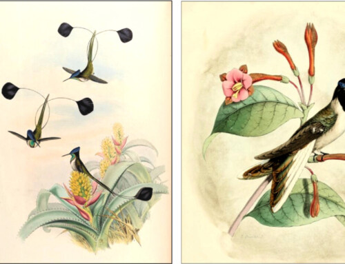 How many bird species?