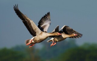 A pair of Greylag Geese flying across a blurred background.