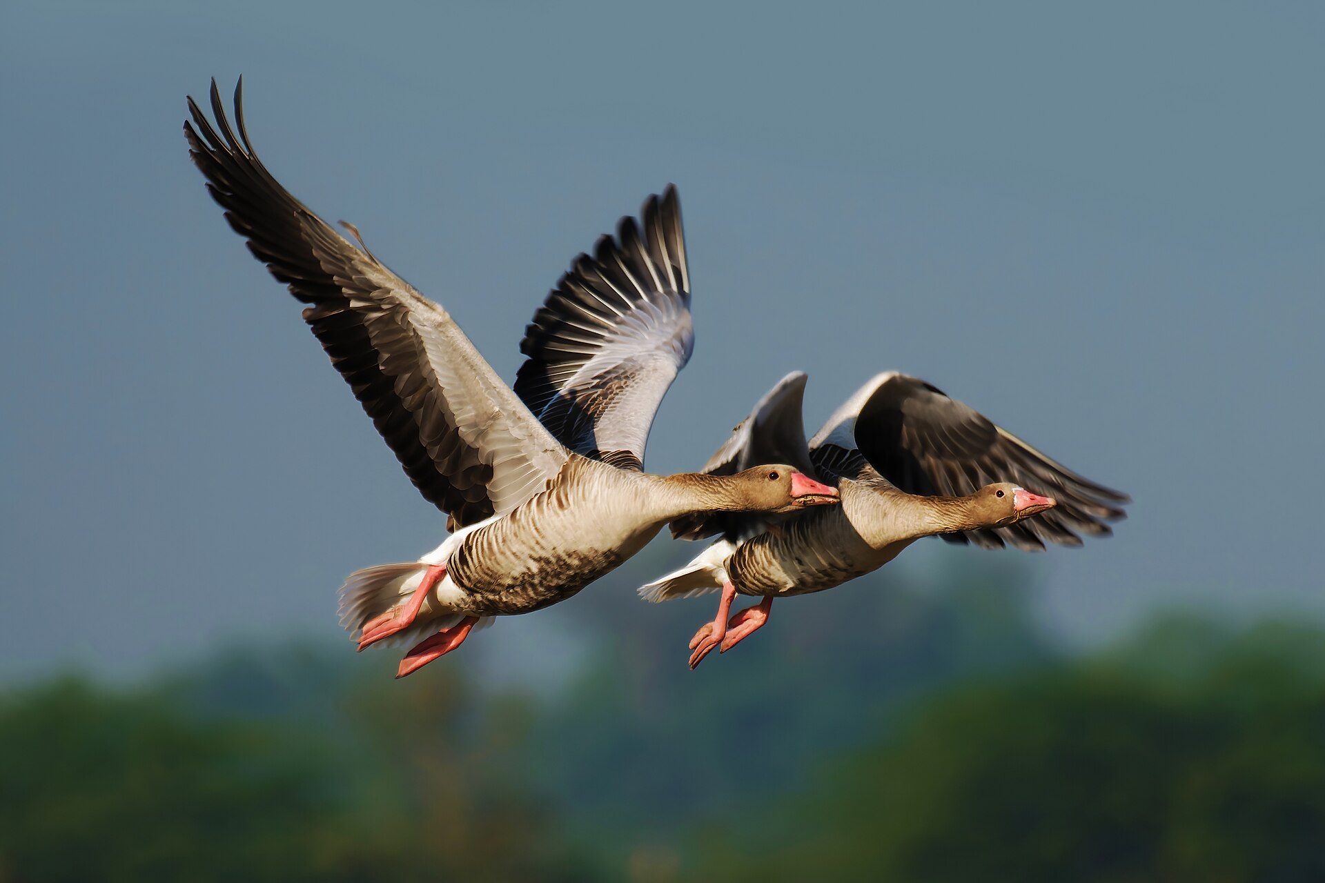 A pair of Greylag Geese flying across a blurred background.