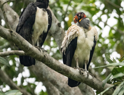 Uncovering secrets of King Vultures