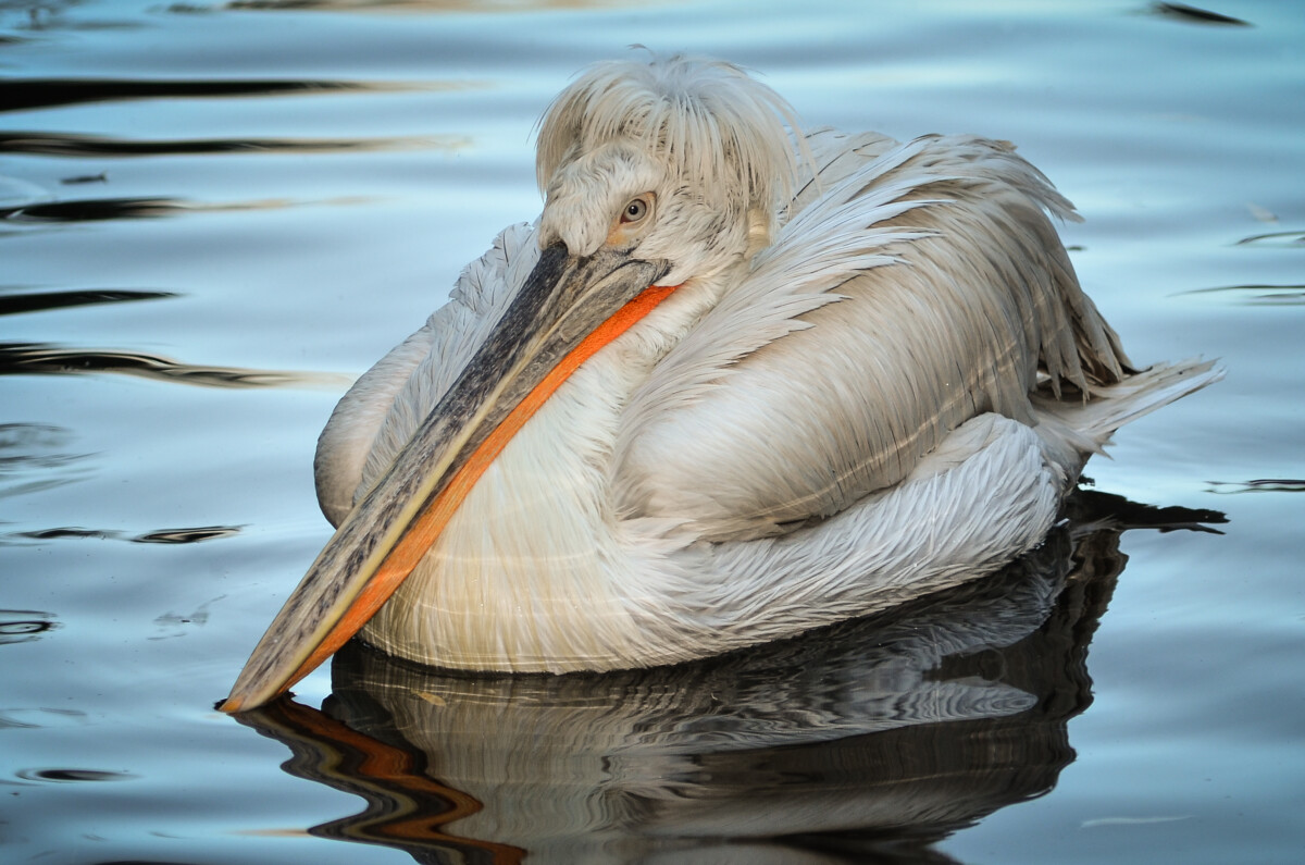 Could Dalmatian Pelicans return to England? Investigating the ...