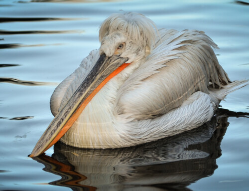 Could Dalmatian Pelicans return to England?  Investigating the feasibility of a Dalmatian Pelican reintroduction using population viability analysis