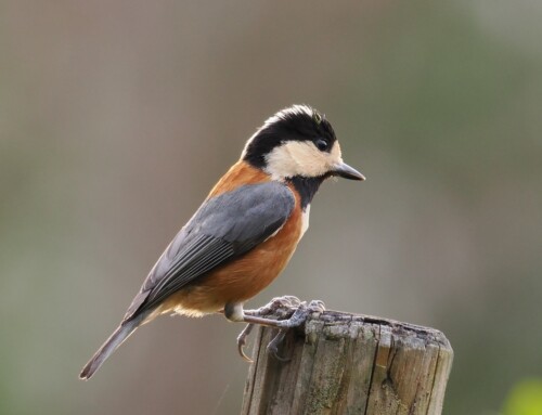 Clutch size revisited in Asia