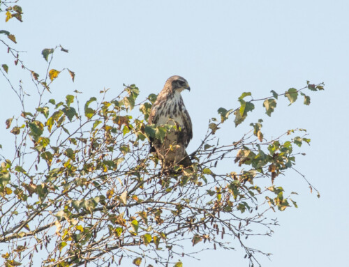 Buzzards are losing their colour diversity