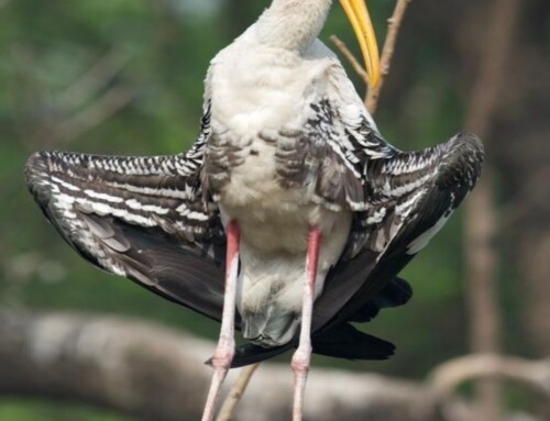 Keeping track of a Painted Stork called ‘Ringo’