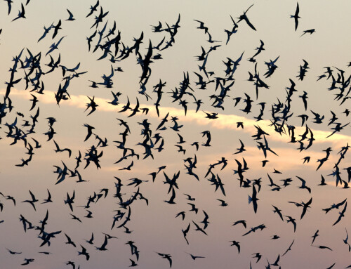 Western Palearctic Common Terns
