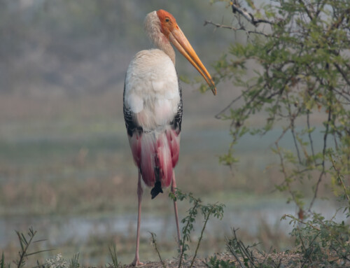 The Painted Stork: A Bird of Great Charisma