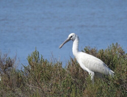Why should young Spoonbills leave home?